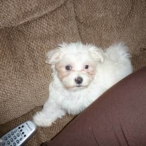 Meet your Posher, Starr